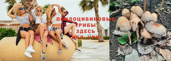 прущие грибы Бородино