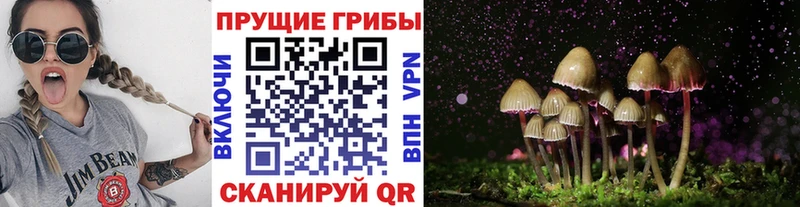 Псилоцибиновые грибы Psilocybe  Купить  Верещагино 