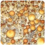 Псилоцибиновые (галлюциногенные)  грибы Psilocybin "Golden Teacher" в Верещагино