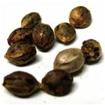 Семена марихуаны АК-47  (Seeds AK-47) в Верещагино